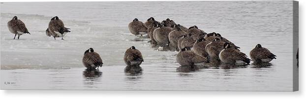 Flock Canvas Print featuring the photograph Frozen Flock by Kevin Munro