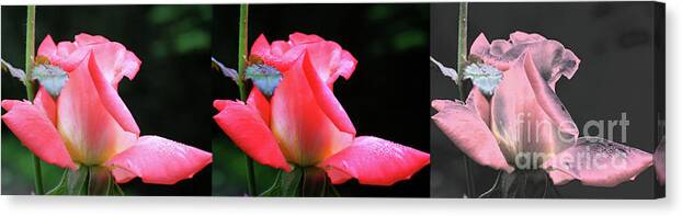 Flower Canvas Print featuring the photograph Pink Rosebud Collage by Smilin Eyes Treasures