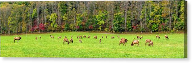 246311 Canvas Print featuring the photograph Elk In A Field, Oconaluftee Visitor by Panoramic Images