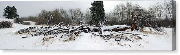Tree Canvas Print featuring the photograph Split Personality - Panorama by Shane Bechler