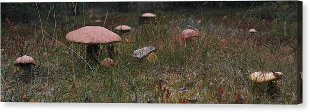 Mushroom Canvas Print featuring the photograph Leccinum Versipelle by Pekka Sammallahti