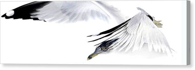 Seagull Canvas Print featuring the mixed media Gull In Flight #1 by Karen Williams
