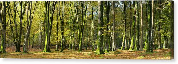 Scenics Canvas Print featuring the photograph Interior Of Beech Tree Forest #1 by Travelpix Ltd