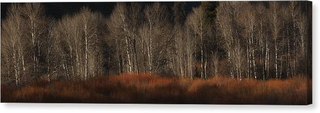 Nature Canvas Print featuring the photograph Just Look at that Glow by Paul W Sharpe Aka Wizard of Wonders