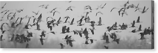 Birds Canvas Print featuring the photograph Flight of the Sandhill Cranes #1 by Pam Holdsworth