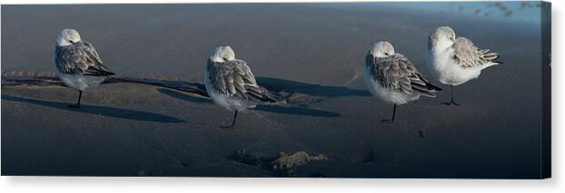 Padre Island National Seashore Canvas Print featuring the photograph A Gathering of Dunlins by Frank Madia