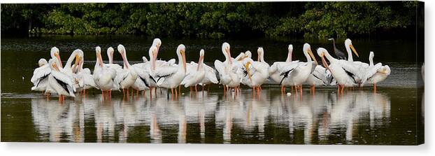 Pelican Canvas Print featuring the photograph Just resting by Jim Bennight