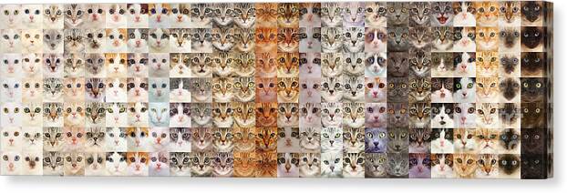 175 Canvas Print featuring the photograph Multiple Cats from White to Black by Warren Photographic