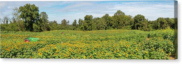 Sunflower Canvas Print featuring the photograph Fields of Sunflower Gold Pano by Kristia Adams