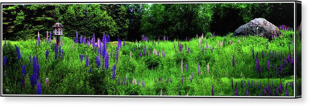 Pink Canvas Print featuring the photograph Lupine Panorama by Wayne King