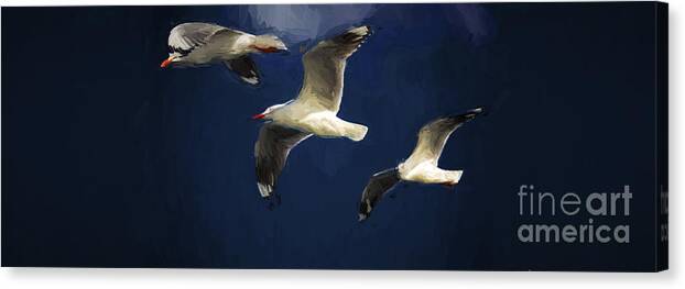 Silver Gulls In Flight Canvas Print featuring the photograph Gulls up the wall by Sheila Smart Fine Art Photography