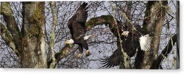 Bald Eagle Canvas Print featuring the photograph Flying in the woods   PE003 by Yoshiki Nakamura