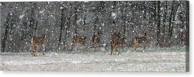 Landscape Canvas Print featuring the photograph Snow Deer by David Dunham