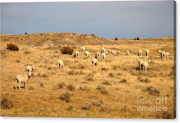 Sheep Canvas Print featuring the photograph Wool You Sheep With Me by Anthony Wilkening