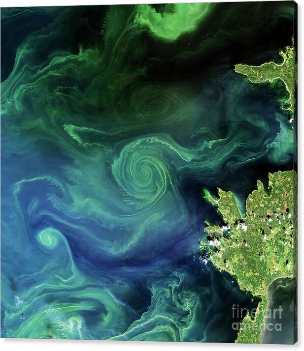 Marine Phytoplankton Bloom by Nasa/science Photo Library