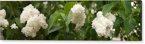 Photography Canvas Print featuring the photograph Close-up Of White Lilac by Panoramic Images