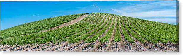 Brentwood Canvas Print featuring the photograph Vasco Vines Panorama by Robin Mayoff