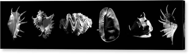 Seashells Canvas Print featuring the photograph Seashells #1 by Frank Wilson