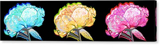 Peony Canvas Print featuring the photograph Here Today and Gone Tomorrow Triptych by Angelina Tamez