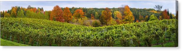 Autumn Canvas Print featuring the photograph Autumn Vineyard by Owen Weber