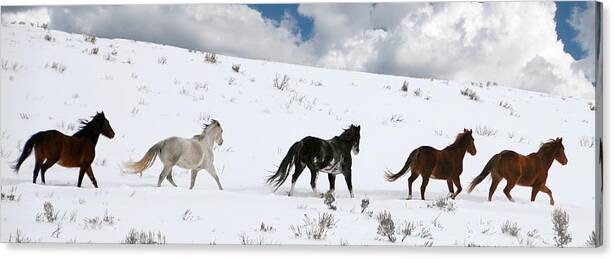 Wild Horses Canvas Print featuring the photograph Five Wild Horses II by Joseph Cosby