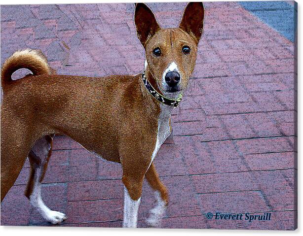 Everett Spruill Canvas Print featuring the photograph Basenji by Everett Spruill