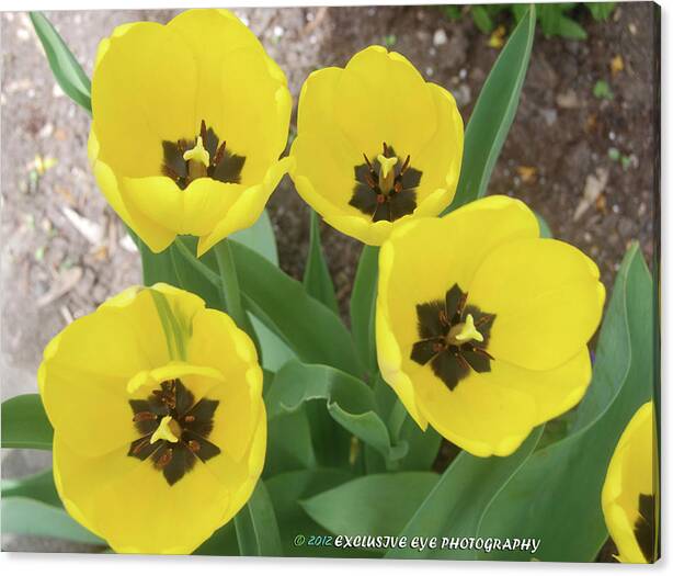 Yellow Tulips Canvas Print featuring the photograph Yellow Tulips by Ee Photography