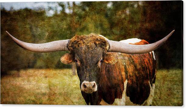 Men's Blue 84 Black Texas Longhorns for All The Horns T-Shirt Size: Medium