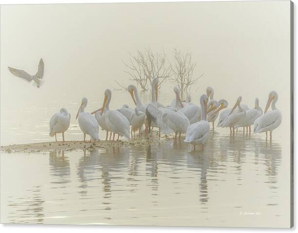 Squadron in the Fog by Christopher Rice