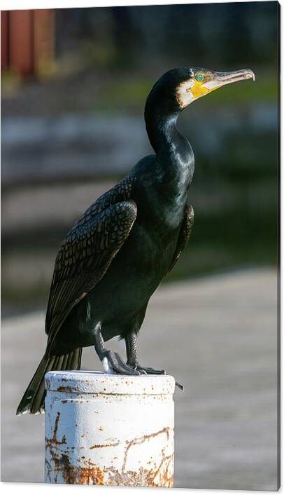 Cormorant Canvas Print featuring the photograph Cormorant 1 by Steev Stamford