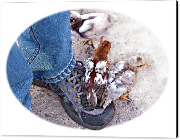 Chicken Canvas Print featuring the photograph Friends by Tatiana Travelways