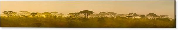 Photography Canvas Print featuring the photograph Acacia Trees At Dawn, Tanzania by Panoramic Images