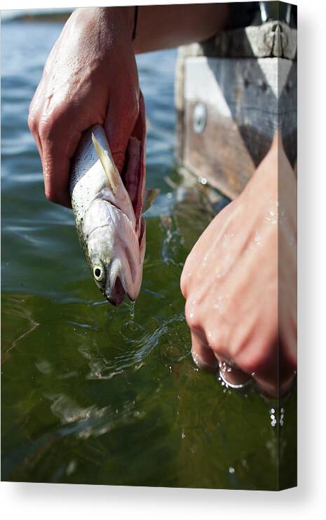 A Fisherman Guts And Cleans A Rainbow #1 Canvas Print / Canvas Art