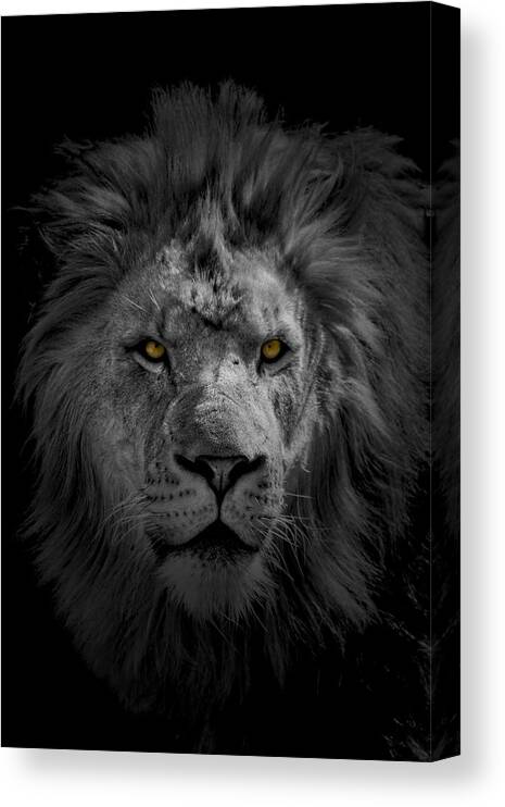 Africa Canvas Print featuring the photograph African Lion #1 by Peter Lakomy