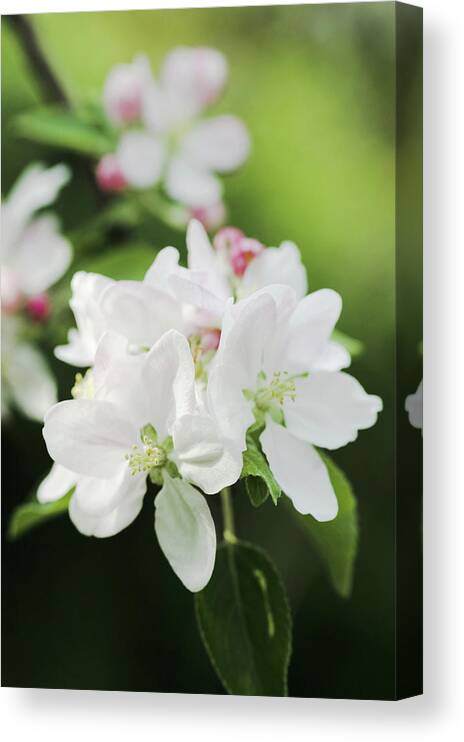 Malus Sp. Canvas Print featuring the photograph Apple Blossom (malus Sp.) #1 by Gustoimages/science Photo Library