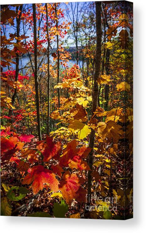 Forest Canvas Print featuring the photograph Autumn splendor #2 by Elena Elisseeva