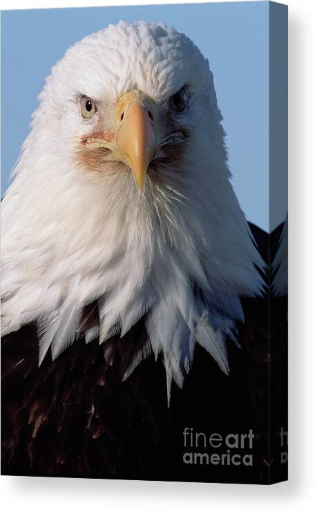 00343908 Canvas Print featuring the photograph Bald Eagle Alaska by Yva Momatiuk John Eastcott