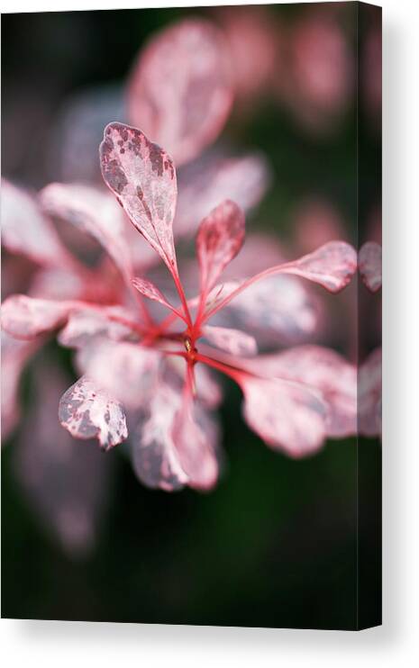 'rose Glow' Canvas Print featuring the photograph Barberry (berberis 'rose Glow') #1 by Geoff Kidd/science Photo Library