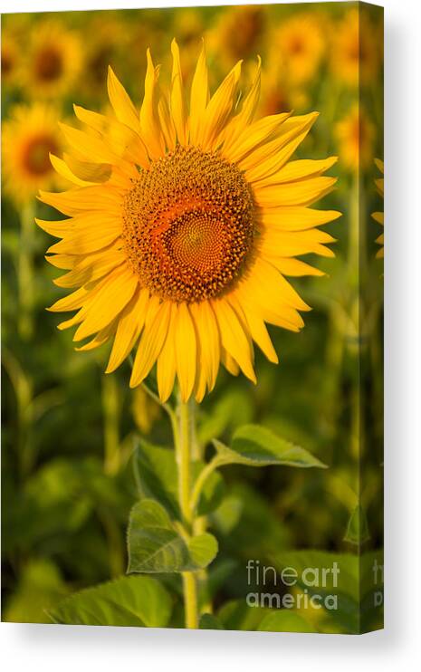 Agriculture Canvas Print featuring the photograph Beautiful sunflower #1 by Tosporn Preede