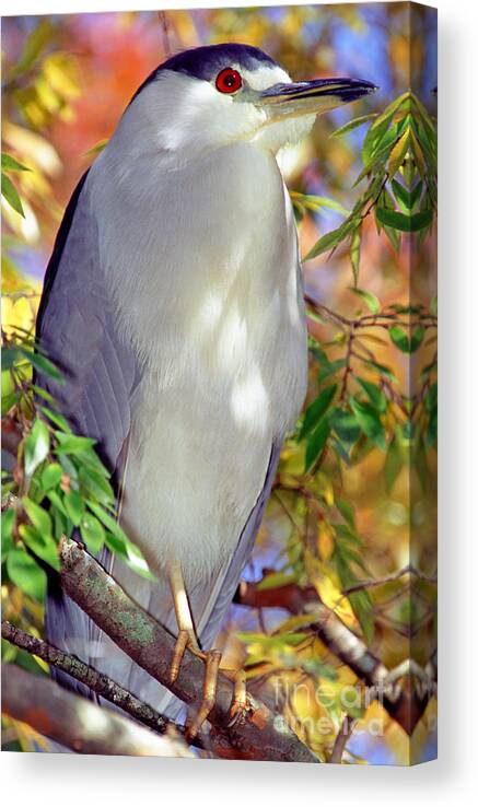 Animal Canvas Print featuring the photograph Black-crowned Night-heron In Tree #1 by Millard H. Sharp