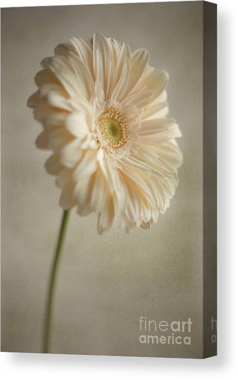 Gerbera Daisy Canvas Print featuring the photograph Blooming #1 by Aiolos Greek Collections
