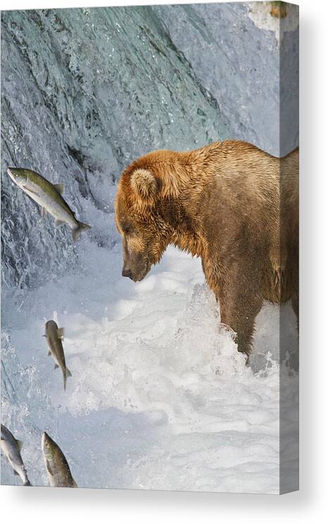 Alaska Canvas Print featuring the photograph Brown Bear Ursus Arctos Standing #1 by Gary Schultz