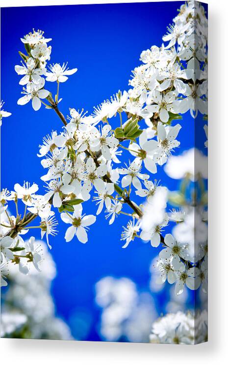 Flowers Canvas Print featuring the photograph Cherry blossom with blue sky #1 by Raimond Klavins