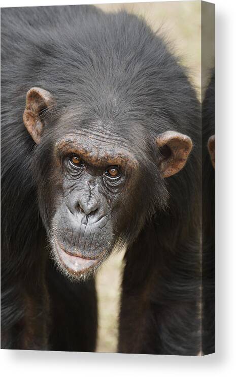 Hiroya Minakuchi Canvas Print featuring the photograph Chimpanzee Portrait Ol Pejeta by Hiroya Minakuchi