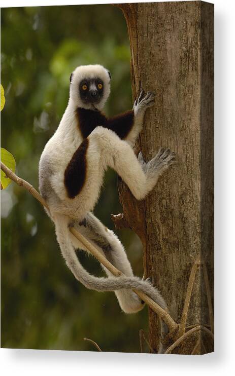 Feb0514 Canvas Print featuring the photograph Coquerels Sifaka Madagascar #1 by Pete Oxford