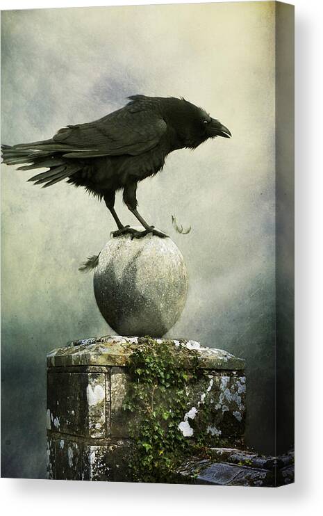 Crow Canvas Print featuring the photograph Black Crow Standing On A Gate Post by Ethiriel Photography