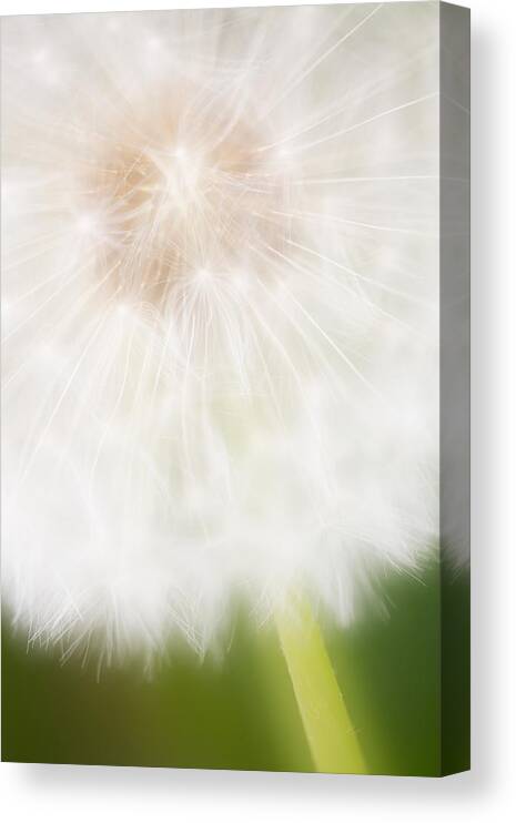 Nis Canvas Print featuring the photograph Dandelion Seedhead Noord-holland #1 by Mart Smit