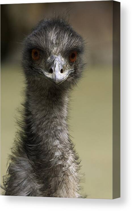 Feb0514 Canvas Print featuring the photograph Emu Portrait #1 by San Diego Zoo
