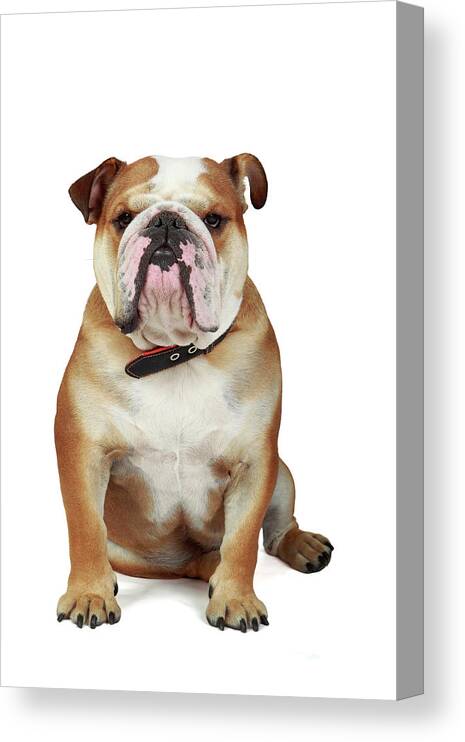 Pets Canvas Print featuring the photograph English Bulldog #1 by Mlorenzphotography