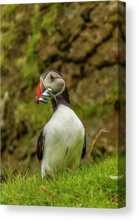 Atlantic Puffin Canvas Print featuring the photograph Europe, Scotland, Shetland Islands #1 by Jaynes Gallery